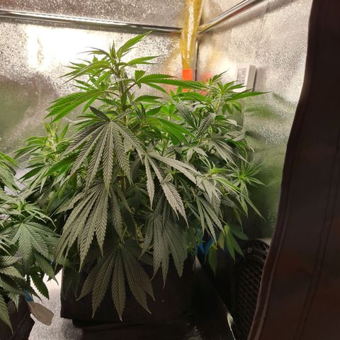 Chungus Medik growlog timeline photo