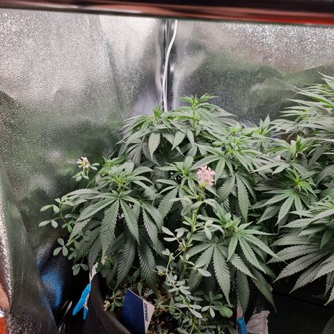 Smol Freeze growlog timeline photo