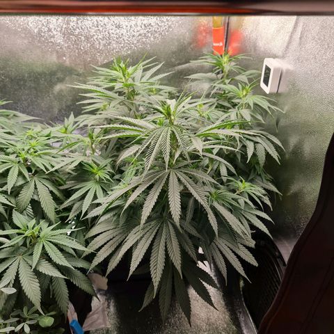 Chungus Medik growlog timeline photo