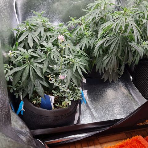Chungus Medik growlog photo: Before feed