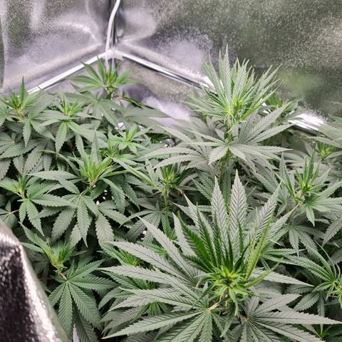 Chungus Medik growlog timeline photo