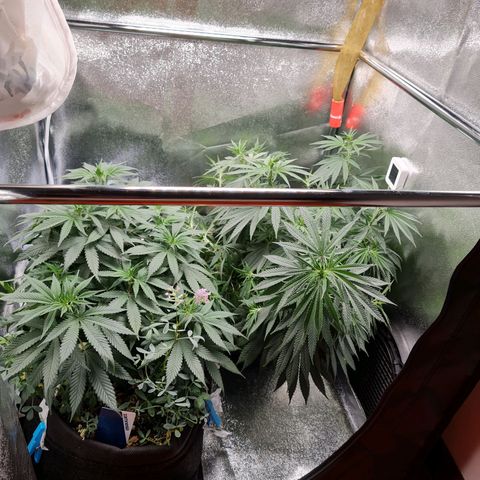 Chungus Medik growlog timeline photo