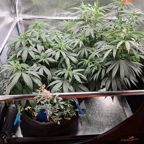 Chungus Medik growlog timeline photo