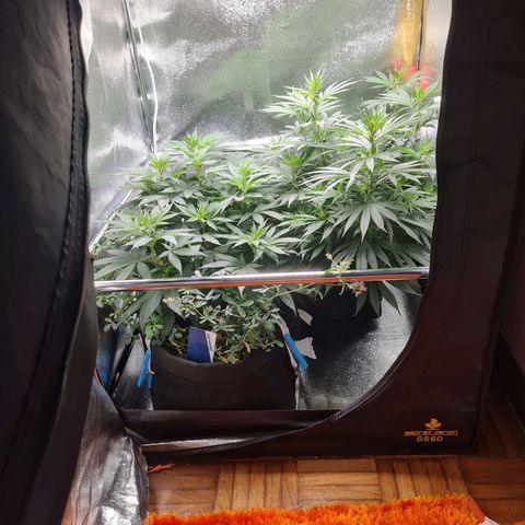 Chungus Medik growlog timeline photo