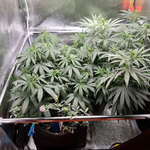 Chungus Medik growlog timeline photo