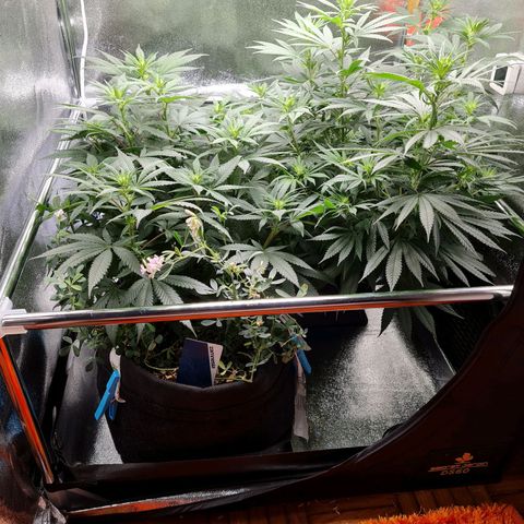 Chungus Medik growlog timeline photo