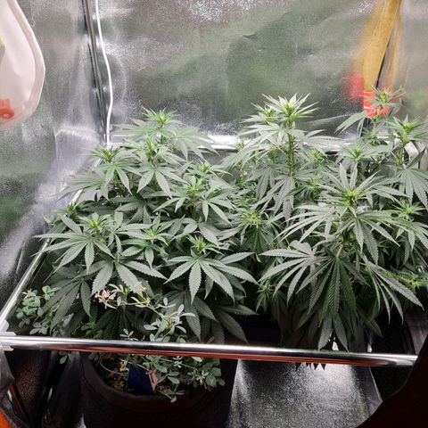 Chungus Medik growlog timeline photo