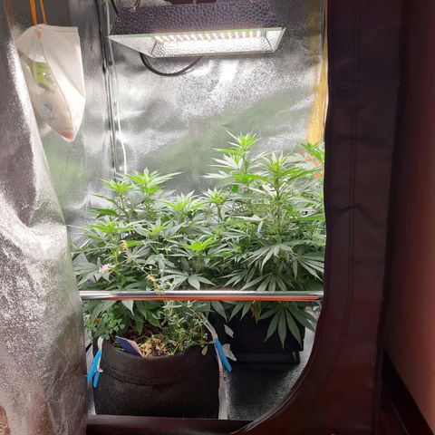 Chungus Medik growlog timeline photo