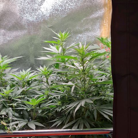 Chungus Medik growlog timeline photo