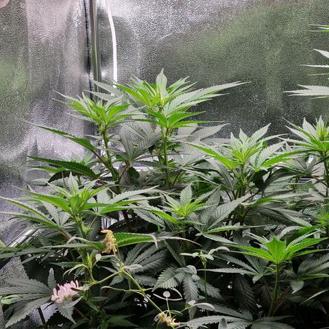 Chungus Medik growlog timeline photo