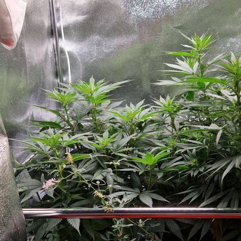 Chungus Medik growlog timeline photo