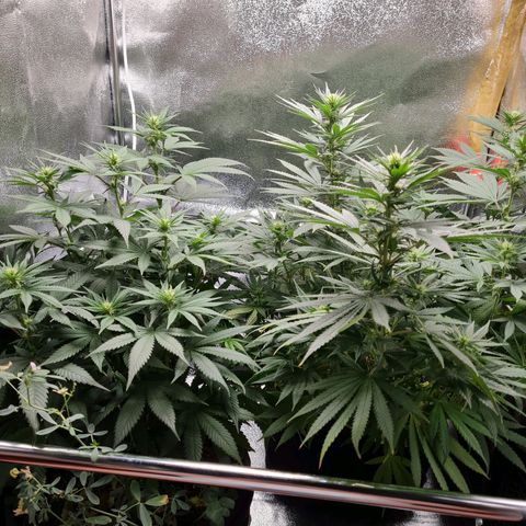Chungus Medik growlog timeline photo