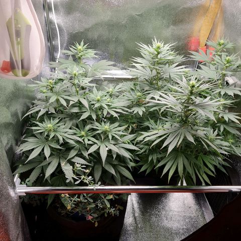 Chungus Medik growlog timeline photo