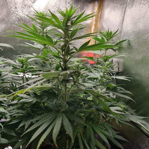 Chungus Medik growlog timeline photo