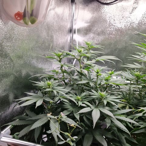 Smol Freeze growlog timeline photo