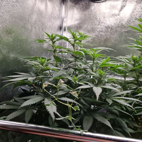 Smol Freeze growlog timeline photo