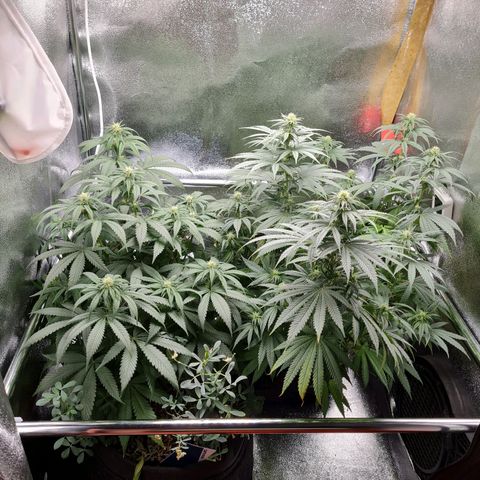Chungus Medik growlog timeline photo