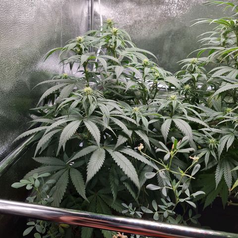 Smol Freeze growlog timeline photo