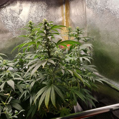 Chungus Medik growlog timeline photo
