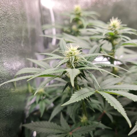 Smol Freeze growlog timeline photo