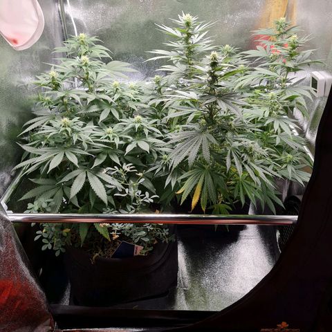 Chungus Medik growlog timeline photo