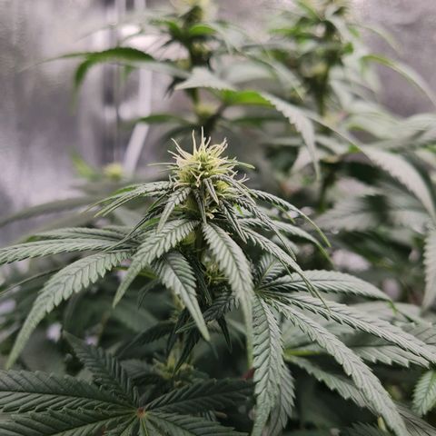 Smol Freeze growlog timeline photo