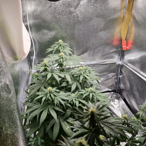 Smol Freeze growlog timeline photo