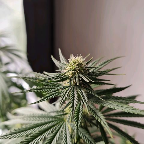 Chungus Medik growlog timeline photo