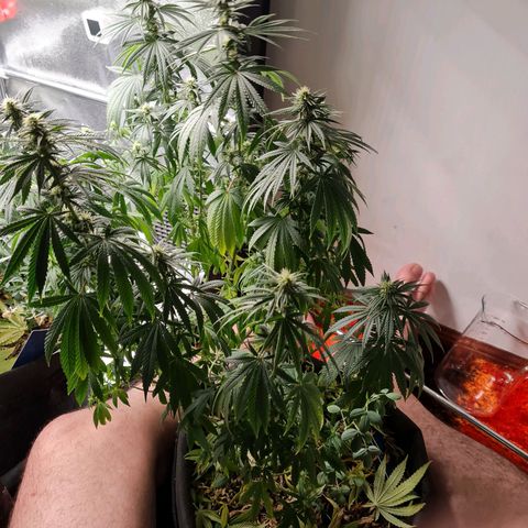 Chungus Medik growlog timeline photo