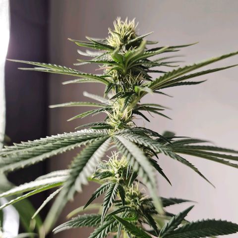 Chungus Medik growlog timeline photo