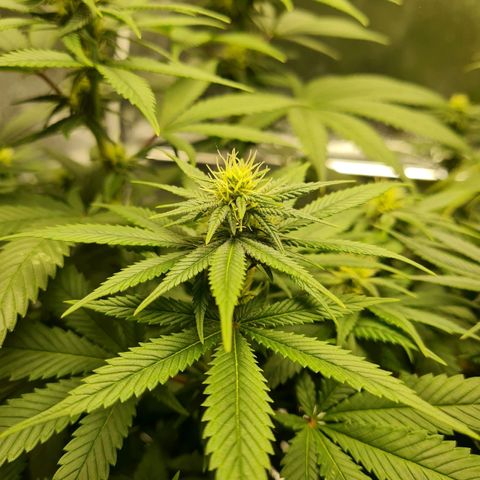 Smol Freeze growlog timeline photo