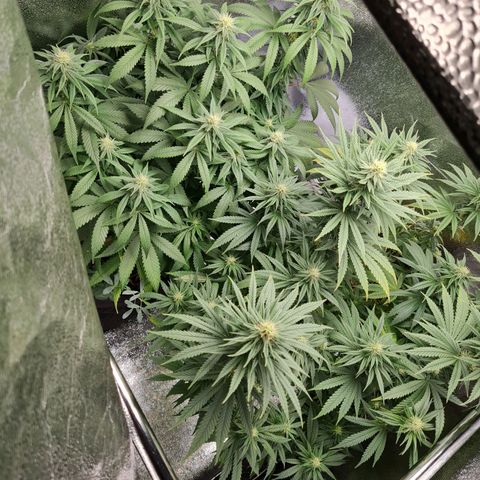 Chungus Medik growlog timeline photo