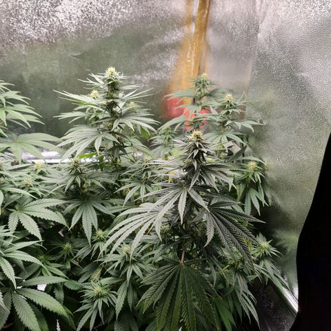 Chungus Medik growlog timeline photo