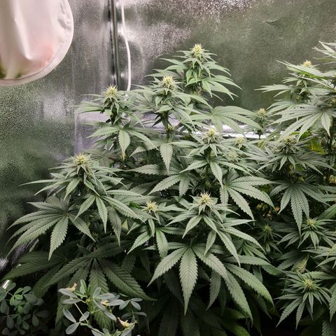 Smol Freeze growlog timeline photo