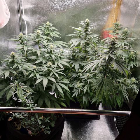 Chungus Medik growlog timeline photo