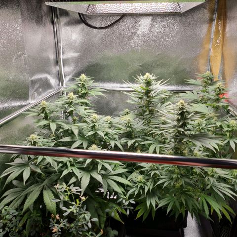 Chungus Medik growlog timeline photo