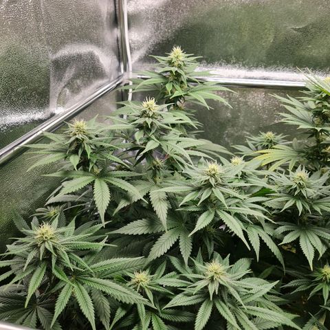 Smol Freeze growlog timeline photo