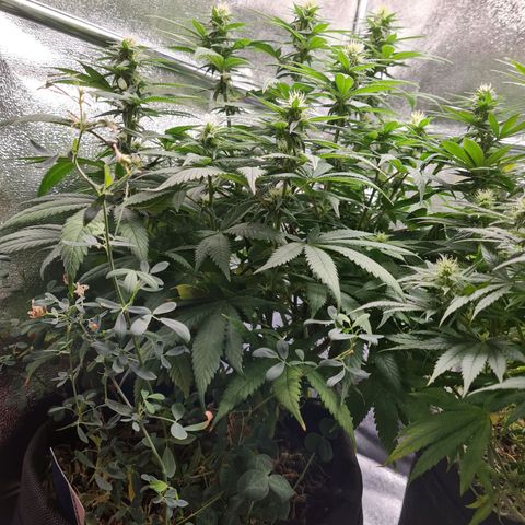 Smol Freeze growlog timeline photo