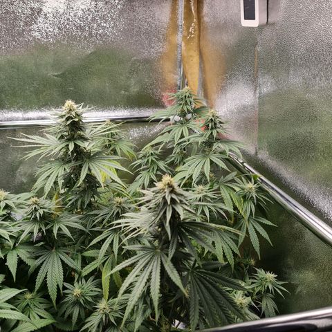 Chungus Medik growlog timeline photo