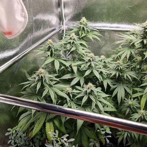 Smol Freeze growlog timeline photo