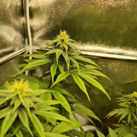 Smol Freeze growlog timeline photo