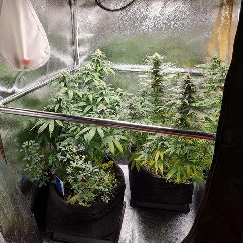 Chungus Medik growlog timeline photo