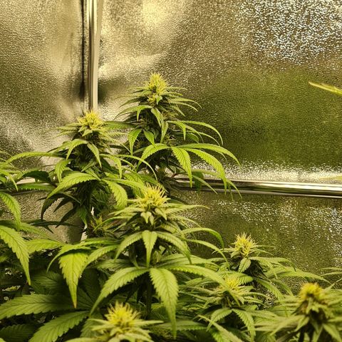 Smol Freeze growlog timeline photo