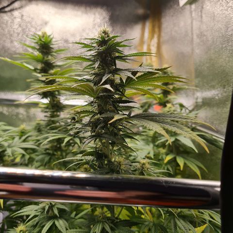 Chungus Medik growlog timeline photo
