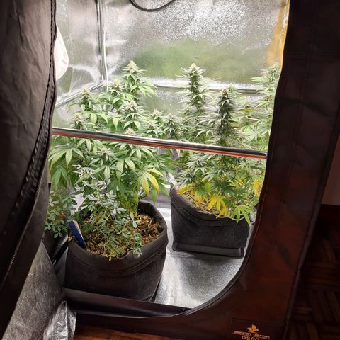 Chungus Medik growlog timeline photo