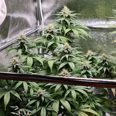 Smol Freeze growlog timeline photo
