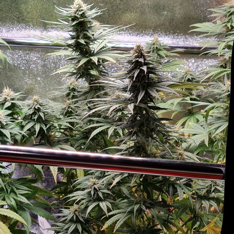 Chungus Medik growlog timeline photo