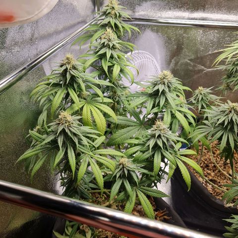 Smol Freeze growlog timeline photo