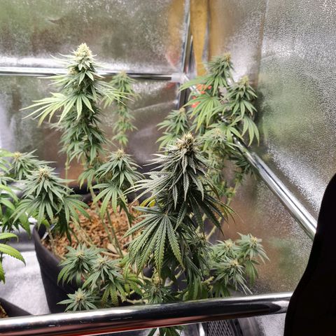 Chungus Medik growlog timeline photo