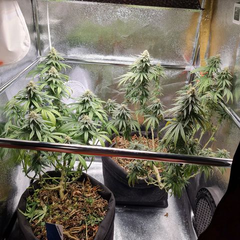 Chungus Medik growlog timeline photo